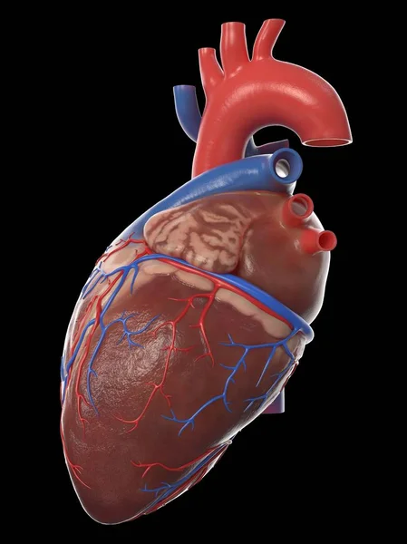 Modelo Realista Del Corazón Humano Sobre Fondo Negro Ilustración Por —  Fotos de Stock