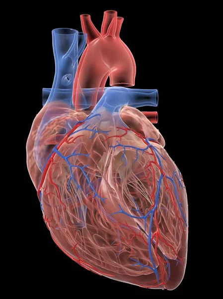 黑色背景下现实的人类心脏和血管数字图解 — 图库照片
