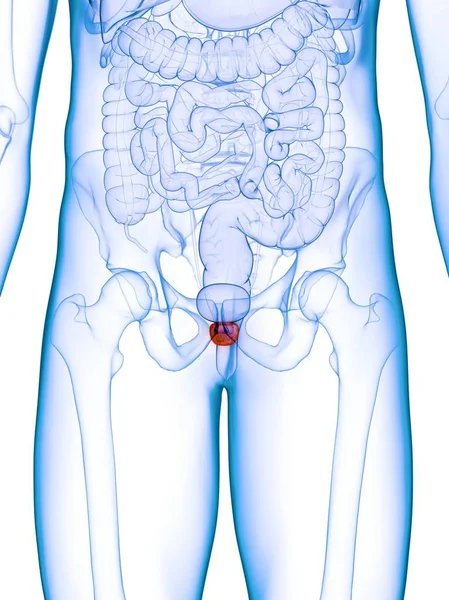 Próstata Inflamada Corpo Masculino Abstrato Ilustração Digital — Fotografia de Stock