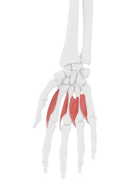 Parte Esqueleto Humano Com Músculo Lombrico Detalhado Ilustração Digital — Fotografia de Stock