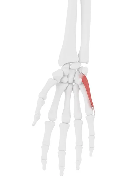 Menschliches Skelettteil Mit Detaillierten Contrens Digiti Minimi Muskeln Digitale Illustration — Stockfoto