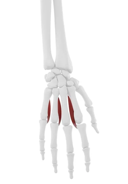 Parte Del Esqueleto Humano Con Músculo Interóseo Palmar Detallado Ilustración —  Fotos de Stock
