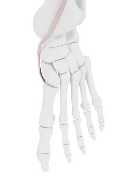 Tibialis Vordere Sehne Computerillustration — Stockfoto