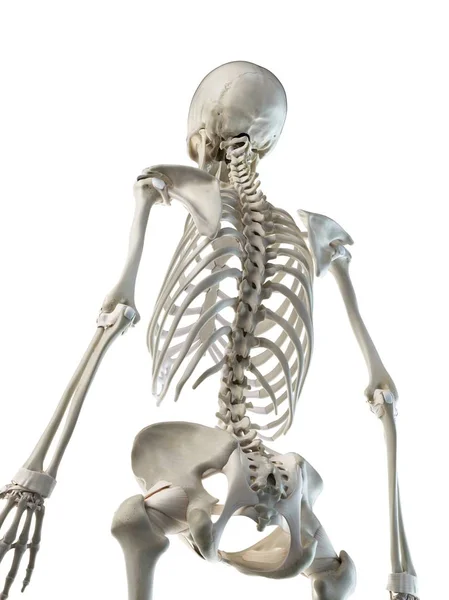 Anatomia Ludzkich Szkieletów Kręgosłupa Ilustracja Komputerowa — Zdjęcie stockowe
