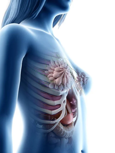 女性の胸部解剖学と乳腺 デジタルイラスト — ストック写真