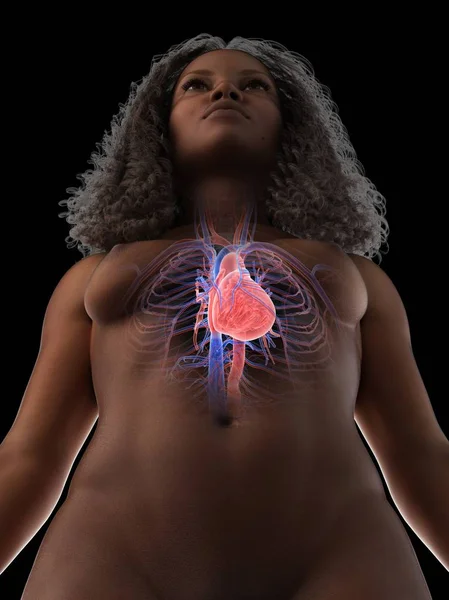 Cuerpo Femenino Con Corazón Visible Sistema Cardiovascular Ilustración Digital — Foto de Stock