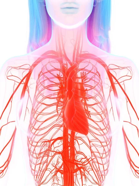 Kardiovaskulära Systemet Kvinnlig Kropp Digital Illustration — Stockfoto