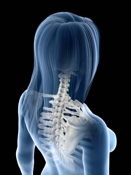 Жіноча Анатомія Показує Шийний Хребет Комп Ютерна Ілюстрація — стокове фото