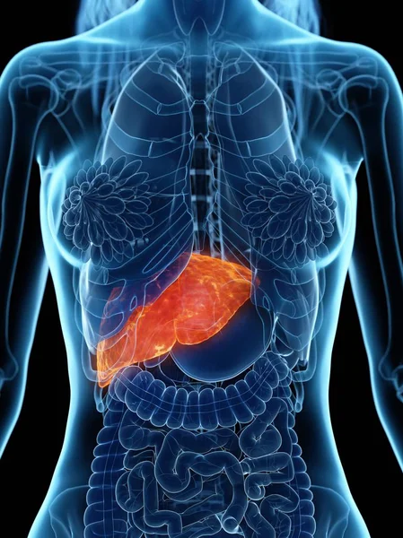 Anatomía Femenina Con Hígado Enfermo Resaltado Ilustración Por Computadora —  Fotos de Stock