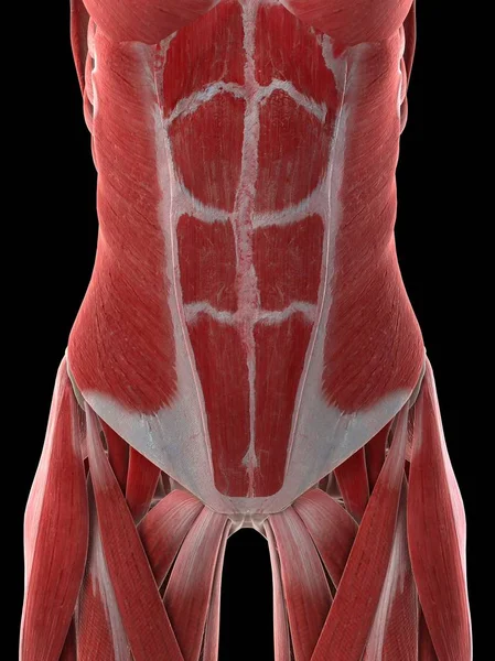 Kobiece Mięśnie Brzucha Ilustracja Komputerowa — Zdjęcie stockowe