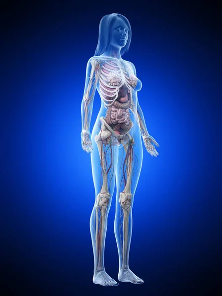 Realistic Body Model Showing Female Anatomy Blue Background Computer Illustration — Stock Photo, Image