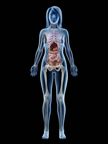 3D解剖模型 展示女性解剖学和前视内脏器官 计算机图解 — 图库照片