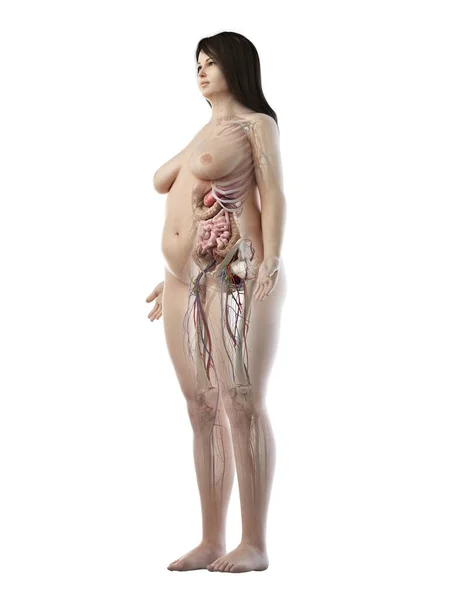 Beyaz Arka Planda Kadın Anatomisini Gösteren Gerçekçi Kilolu Vücut Modeli — Stok fotoğraf