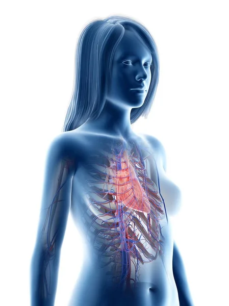 Female Silhouette Showing Heart Anatomy Computer Illustration — ストック写真