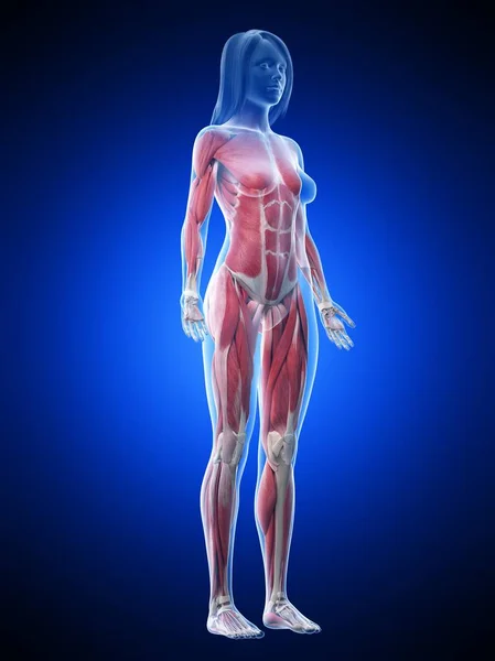 Female Musculature Transparent Body Computer Illustration — Stock Photo, Image