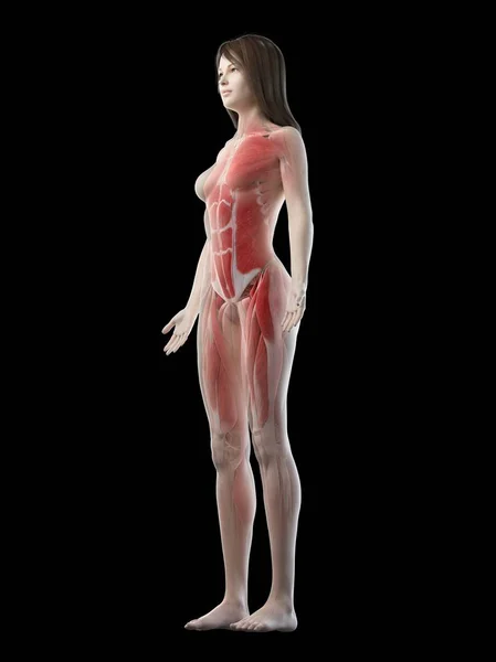 Female Musculature Transparent Silhouette Digital Illustration — ストック写真