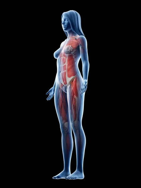 Female Musculature Transparent Silhouette Digital Illustration — ストック写真
