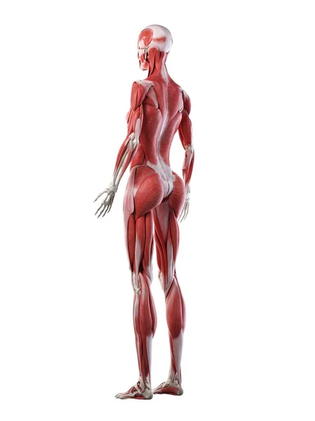 Vrouwelijk Lichaam Met Zichtbare Spieren Computer Illustratie — Stockfoto