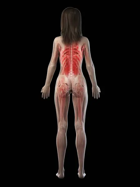 Mușchi Feminine Siluetă Transparentă Vedere Din Spate Ilustrație Calculator — Fotografie, imagine de stoc
