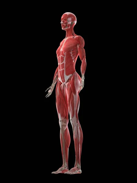 Female Body Visible Musculature Computer Illustration — ストック写真