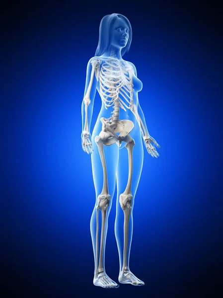 Female Skeleton Transparent Body Silhouette Blue Background Computer Illustration — Stock Photo, Image