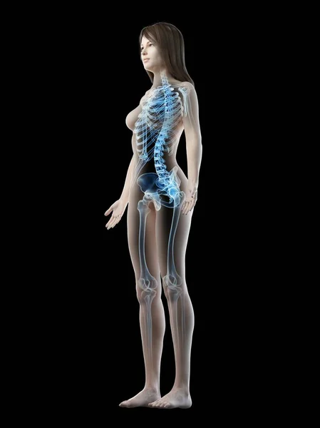 Visible Skeleton Female Body Silhouette Black Background Computer Illustration — Stock Photo, Image
