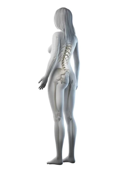Visible Skeleton Female Body Silhouette White Background Computer Illustration — Stock Photo, Image