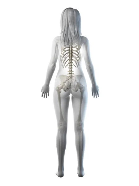 Visible Skeleton Female Body Silhouette Rear View Computer Illustration — Stock Photo, Image