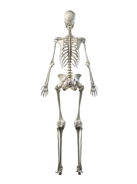 Female Skeleton White Background Computer Illustration — ストック写真