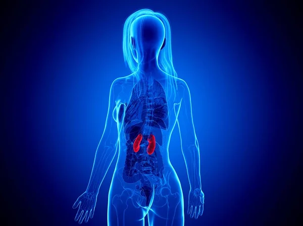 抽象的な女性の体の赤い色の腎臓 デジタルイラスト — ストック写真