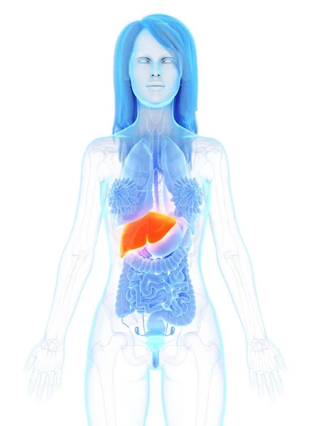 Kobieca Anatomia Pokazująca Pomarańczową Wątrobę Ilustracja Komputera — Zdjęcie stockowe