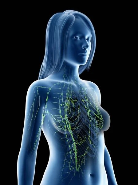 Kobiece Ciało Anatomiczne Widocznym Układem Limfatycznym Ilustracja Komputerowa — Zdjęcie stockowe