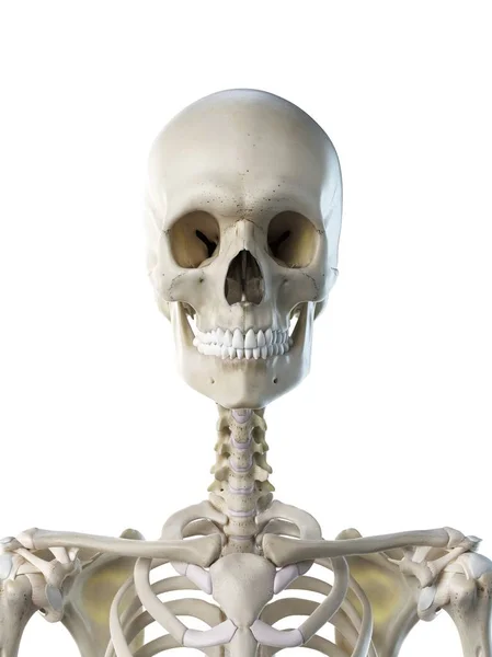 Anatomi Mänskliga Skelett Hals Ben Dator Illustration — Stockfoto