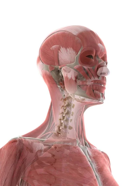 女性身体的颈部和头部肌肉 计算机说明 — 图库照片