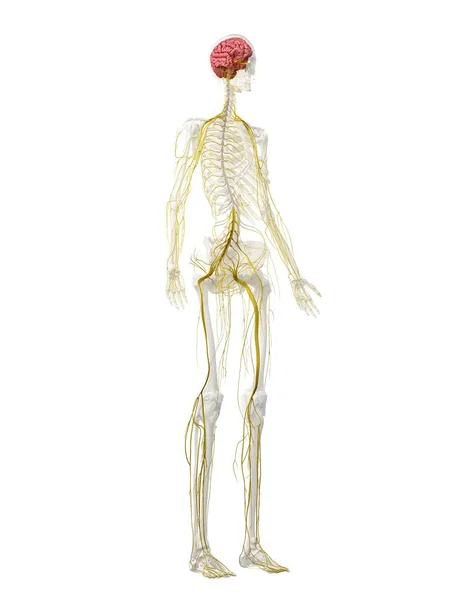 人間の骨格における神経系と脳 コンピュータ イラスト — ストック写真