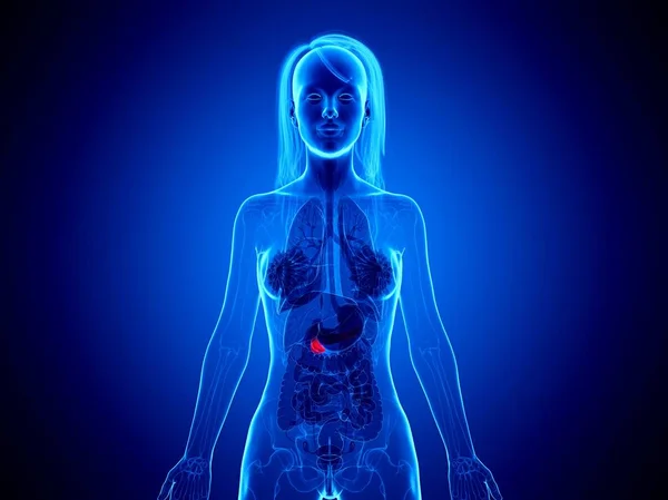 Pâncreas Cor Vermelha Através Órgãos Internos Corpo Feminino Ilustração Computador — Fotografia de Stock