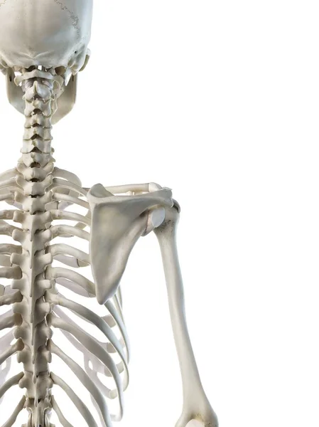 Anatomía Huesos Del Hombro Del Esqueleto Humano Ilustración Por Computadora — Foto de Stock