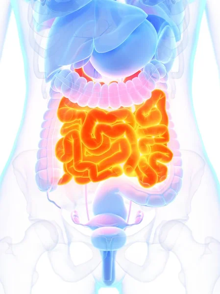 Female Anatomy Orange Colored Small Intestine Digital Illustration — Stock Photo, Image