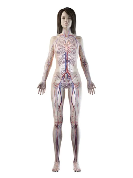 Vascular System Normal Female Body Digital Illustration — Stock Photo, Image