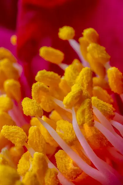 Крупный План Тычинок Camelia Цветок — стоковое фото