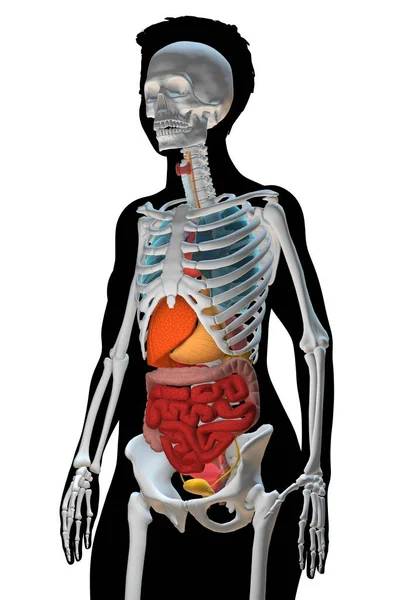 Computer Illustration Showing Female Torso Internal Organs Skeleton Side View — Stock Photo, Image