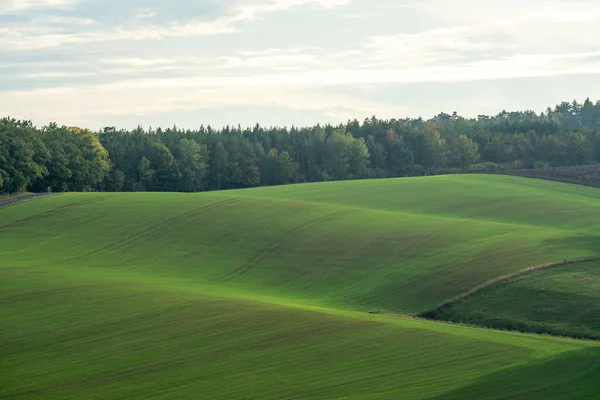 Tarweveld Het Voorjaar Van — Stockfoto