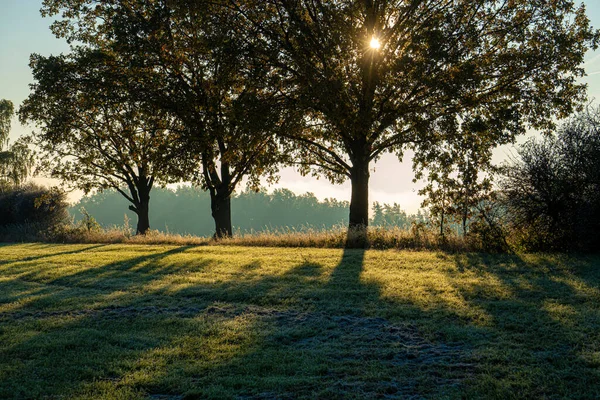 Východ Slunce Skrze Strom — Stock fotografie