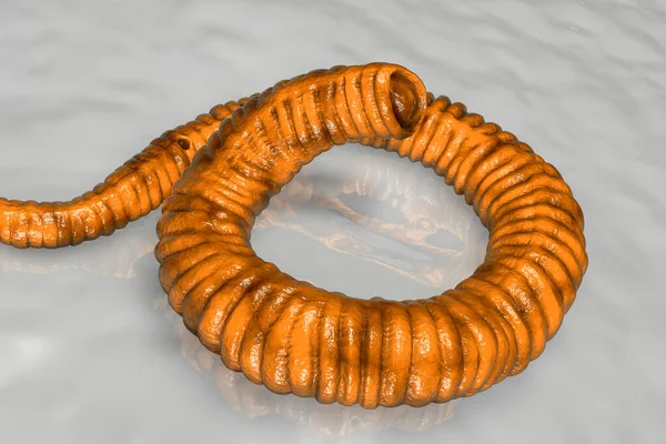Gine Solucanı Dracunculus Medinensis Ilk Safha Larvası Bilgisayar Illüstrasyonu — Stok fotoğraf