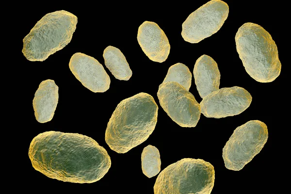 Computer Illustration Haemophilus Influenzae Coccobacillus Bacteria — Stock Photo, Image