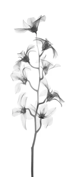 Orchid Hybrid Dendrobium Phalaenopsis Ray — Stock Photo, Image