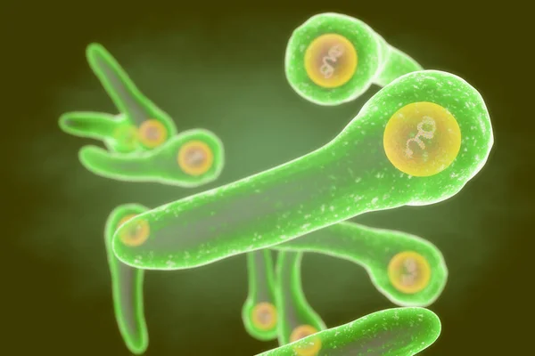 Бактерии Corynebacterium Diphtheriae Иллюстрация Diphtheriae Является Грамположительной Палочковидной Бактерией Которая — стоковое фото