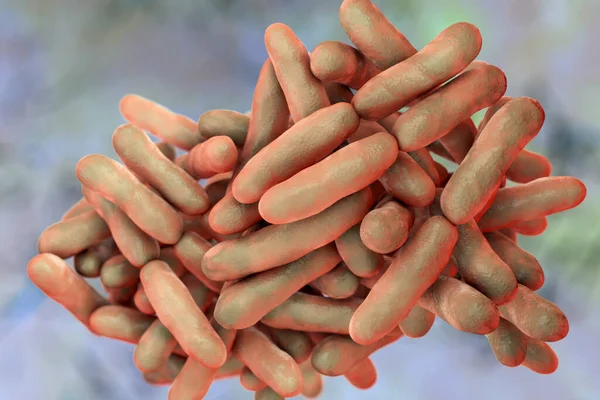 Bifidobacterium Bacteria Computer Illustration Bifidobacteria Gram Positive Anaerobic Bacteria Live — Stock Photo, Image