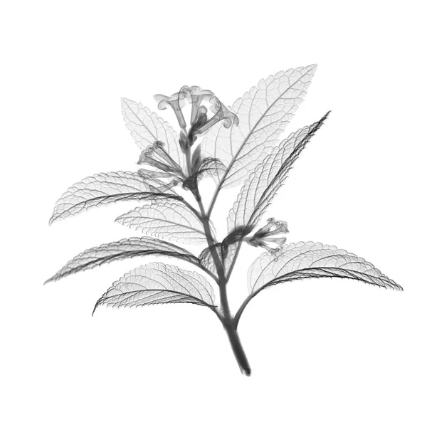 Pieprz Górski Kwiat Litsea Rentgen — Zdjęcie stockowe