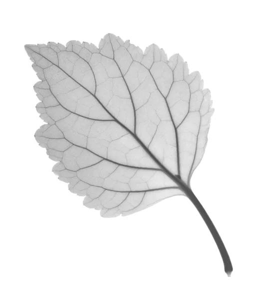 Patchouli Leaf Ray — Stock Photo, Image